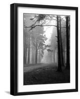 Mist in the Pinewoods-null-Framed Photographic Print