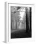 Mist in the Pinewoods-null-Framed Photographic Print