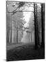 Mist in the Pinewoods-null-Mounted Photographic Print