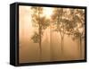 Mist in Tropical Rainforest, Thailand-Gavriel Jecan-Framed Stretched Canvas