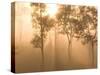 Mist in Tropical Rainforest, Thailand-Gavriel Jecan-Stretched Canvas