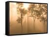 Mist in Tropical Rainforest, Thailand-Gavriel Jecan-Framed Stretched Canvas