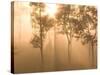 Mist in Tropical Rainforest, Thailand-Gavriel Jecan-Stretched Canvas