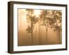 Mist in Tropical Rainforest, Thailand-Gavriel Jecan-Framed Photographic Print