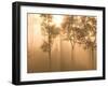 Mist in Tropical Rainforest, Thailand-Gavriel Jecan-Framed Photographic Print