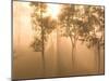 Mist in Tropical Rainforest, Thailand-Gavriel Jecan-Mounted Photographic Print