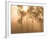 Mist in Tropical Rainforest, Thailand-Gavriel Jecan-Framed Photographic Print