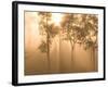 Mist in Tropical Rainforest, Thailand-Gavriel Jecan-Framed Photographic Print