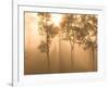 Mist in Tropical Rainforest, Thailand-Gavriel Jecan-Framed Photographic Print