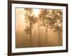 Mist in Tropical Rainforest, Thailand-Gavriel Jecan-Framed Photographic Print