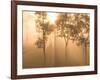 Mist in Tropical Rainforest, Thailand-Gavriel Jecan-Framed Photographic Print