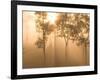 Mist in Tropical Rainforest, Thailand-Gavriel Jecan-Framed Photographic Print