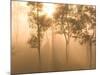 Mist in Tropical Rainforest, Thailand-Gavriel Jecan-Mounted Photographic Print