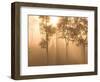 Mist in Tropical Rainforest, Thailand-Gavriel Jecan-Framed Photographic Print