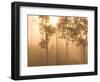 Mist in Tropical Rainforest, Thailand-Gavriel Jecan-Framed Photographic Print