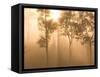 Mist in Tropical Rainforest, Thailand-Gavriel Jecan-Framed Stretched Canvas