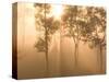 Mist in Tropical Rainforest, Thailand-Gavriel Jecan-Stretched Canvas