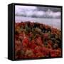 Mist Lingers Over Lobster Lake as Trees Show off Their Splendid Colors During Peak Fall Foliage-null-Framed Stretched Canvas