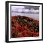 Mist Lingers Over Lobster Lake as Trees Show off Their Splendid Colors During Peak Fall Foliage-null-Framed Photographic Print