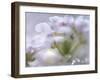 Mist of Lilac I-Gillian Hunt-Framed Photographic Print