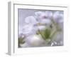 Mist of Lilac I-Gillian Hunt-Framed Photographic Print