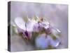 Mist of Lilac III-Gillian Hunt-Stretched Canvas