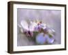 Mist of Lilac III-Gillian Hunt-Framed Photographic Print