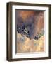 Mist on the Snow Peak, 2009-Patricia Brintle-Framed Giclee Print