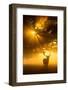 Mist on tree can't stop sunshine-Kutub Uddin-Framed Photographic Print