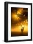 Mist on tree can't stop sunshine-Kutub Uddin-Framed Photographic Print