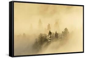 Mist over a Mixed Woodland in Autumn. Kinnoull Hill Woodland Park, Perthshire, Scotland, November-Fergus Gill-Framed Stretched Canvas