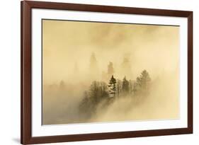 Mist over a Mixed Woodland in Autumn. Kinnoull Hill Woodland Park, Perthshire, Scotland, November-Fergus Gill-Framed Photographic Print