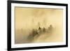 Mist over a Mixed Woodland in Autumn. Kinnoull Hill Woodland Park, Perthshire, Scotland, November-Fergus Gill-Framed Photographic Print