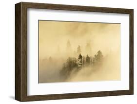 Mist over a Mixed Woodland in Autumn. Kinnoull Hill Woodland Park, Perthshire, Scotland, November-Fergus Gill-Framed Photographic Print