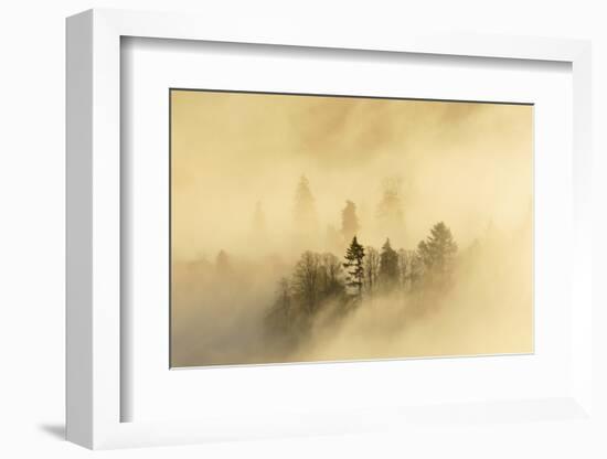 Mist over a Mixed Woodland in Autumn. Kinnoull Hill Woodland Park, Perthshire, Scotland, November-Fergus Gill-Framed Photographic Print