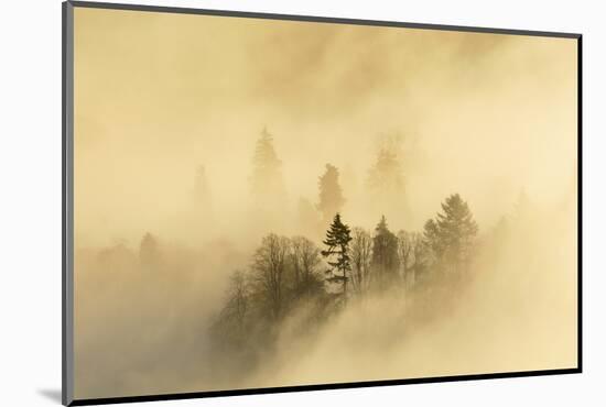 Mist over a Mixed Woodland in Autumn. Kinnoull Hill Woodland Park, Perthshire, Scotland, November-Fergus Gill-Mounted Photographic Print