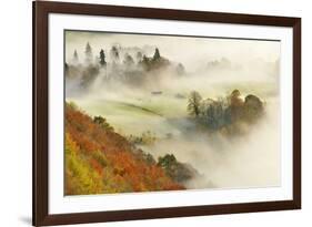 Mist over a Mixed Woodland in Autumn. Kinnoull Hill Woodland Park, Perthshire, Scotland, November-Fergus Gill-Framed Photographic Print