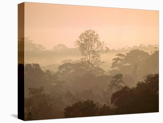 Mist over Canopy, Amazon, Ecuador-Pete Oxford-Stretched Canvas