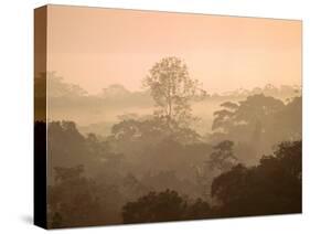 Mist over Canopy, Amazon, Ecuador-Pete Oxford-Stretched Canvas