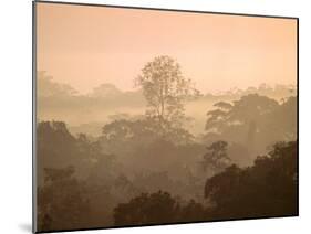 Mist over Canopy, Amazon, Ecuador-Pete Oxford-Mounted Premium Photographic Print