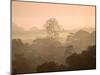 Mist over Canopy, Amazon, Ecuador-Pete Oxford-Mounted Photographic Print