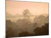 Mist over Canopy, Amazon, Ecuador-Pete Oxford-Mounted Photographic Print