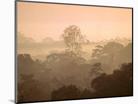 Mist over Canopy, Amazon, Ecuador-Pete Oxford-Mounted Photographic Print