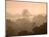 Mist over Canopy, Amazon, Ecuador-Pete Oxford-Mounted Photographic Print