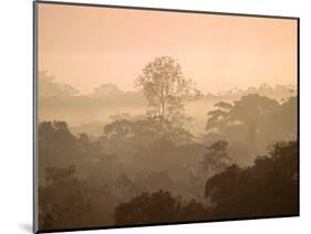 Mist over Canopy, Amazon, Ecuador-Pete Oxford-Mounted Photographic Print