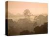 Mist over Canopy, Amazon, Ecuador-Pete Oxford-Stretched Canvas