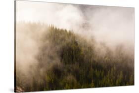 Mist over the trees in Squamish, British Columbia, Canada-Kristin Piljay-Stretched Canvas