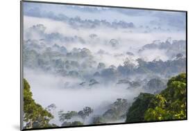 Mist, over Tropical Rainforest, Early Morning, Sabah, Borneo, Malaysia-Peter Adams-Mounted Photographic Print