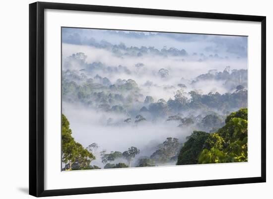 Mist, over Tropical Rainforest, Early Morning, Sabah, Borneo, Malaysia-Peter Adams-Framed Photographic Print