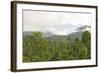 Mist Rises from Primary Rainforest at Dawn-Louise Murray-Framed Photographic Print